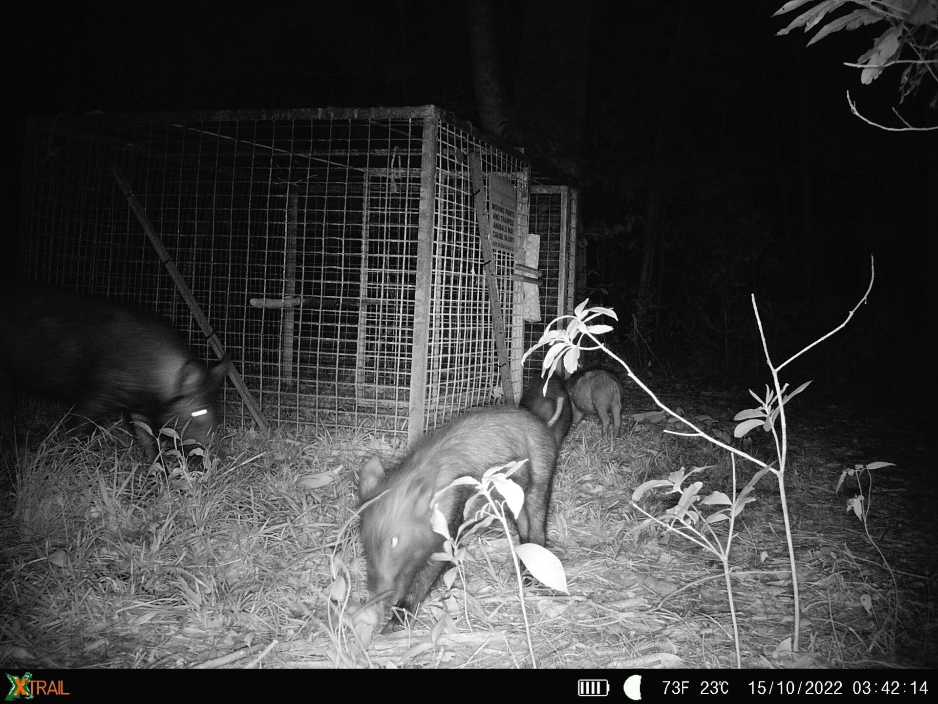 How restaurant demand for feral pigs could save FNQ farms and parks