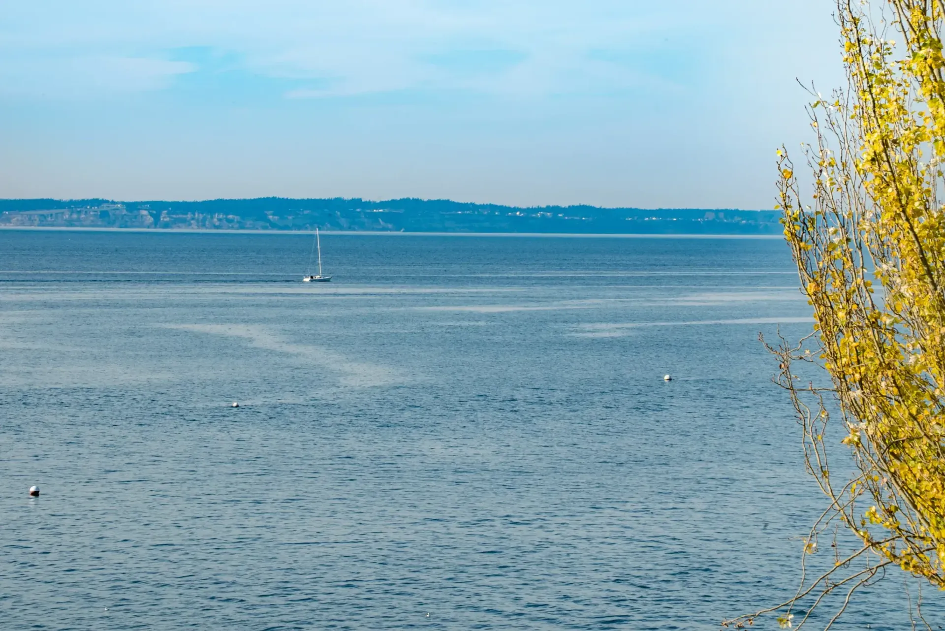 A large body of water with a sailboat in the distance and a tree in the foreground.