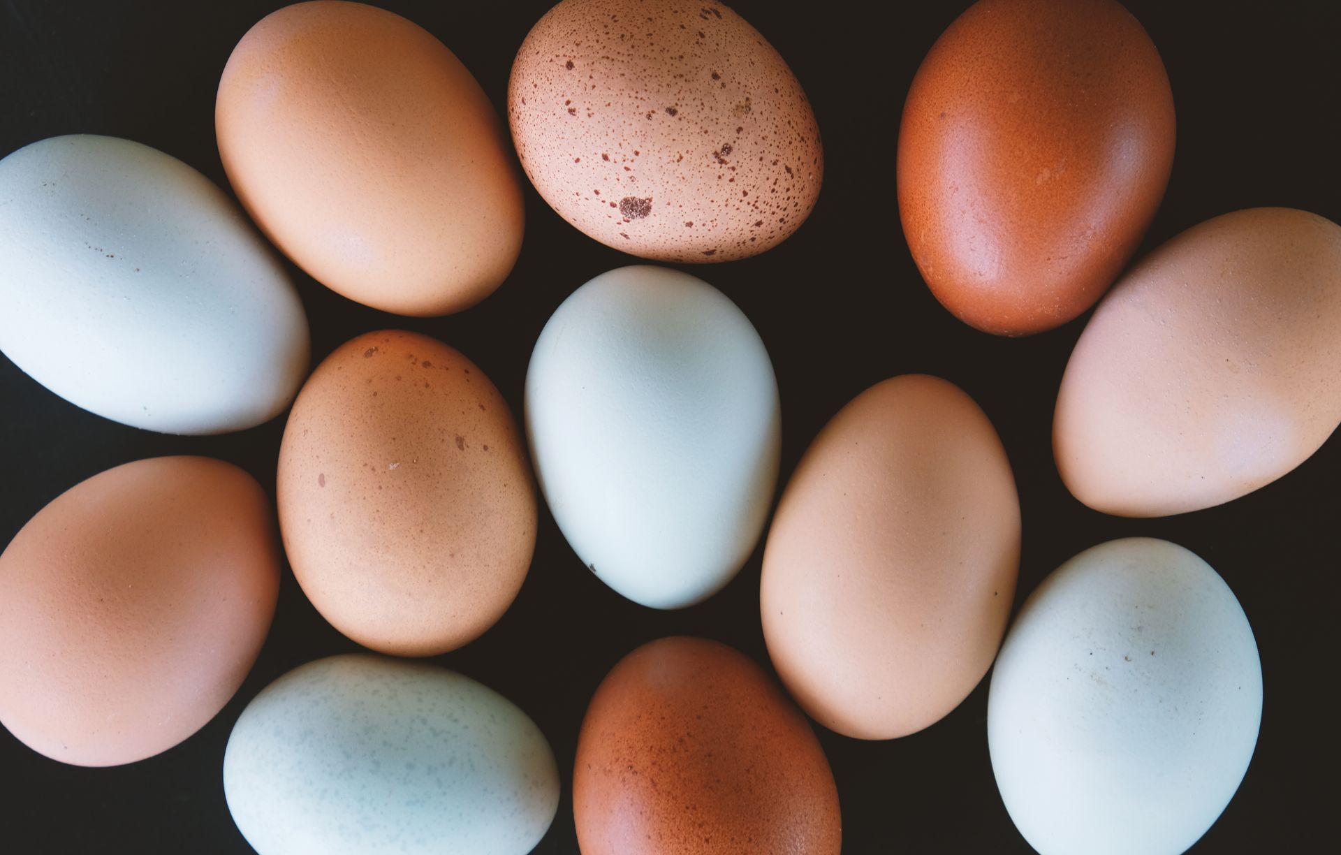Zoning Amendment Advances to Allow Backyard Chickens in Pocono Township