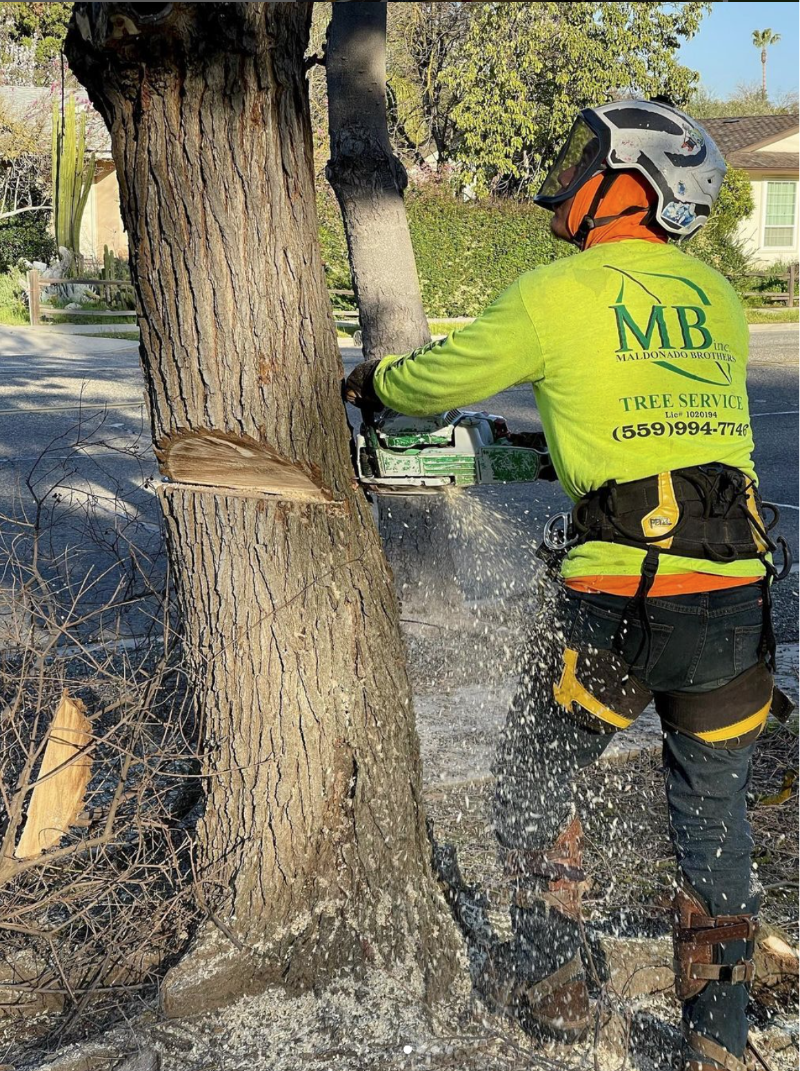 A man is cutting down a tree in front of a house.
