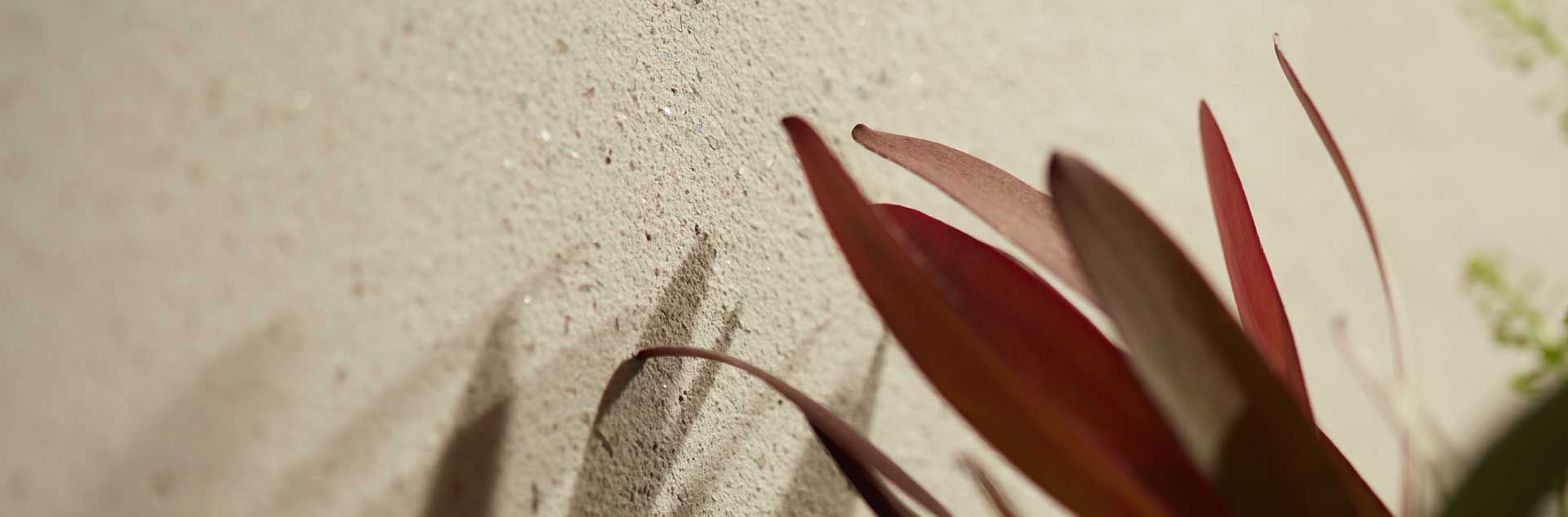 Rote Pflanzenblätter werfen Schatten auf eine strukturierte Wand.