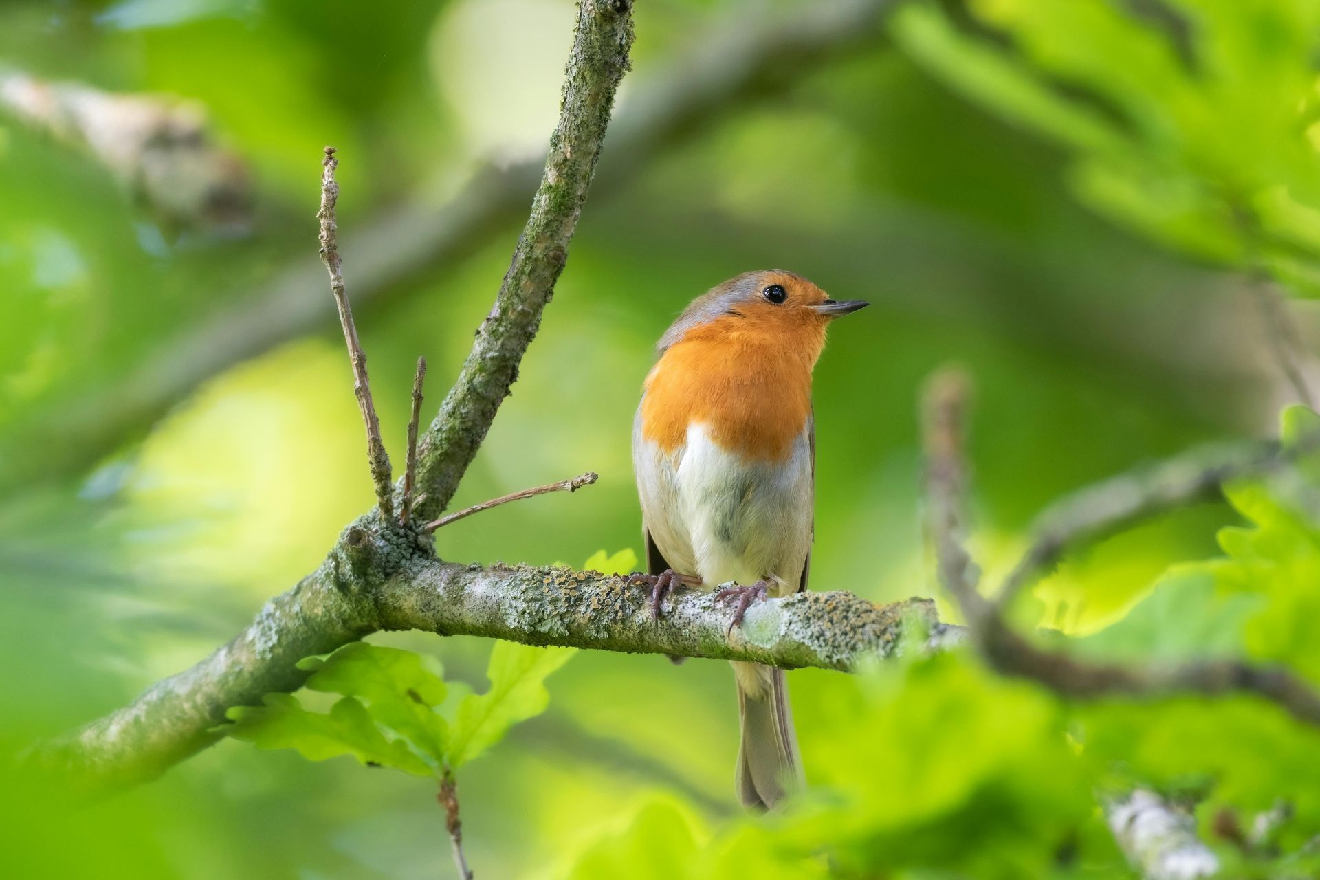 robin sitting on tree branch with green leaves