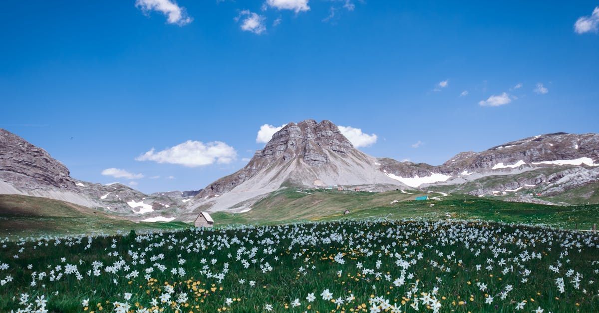 flowers and mountains together