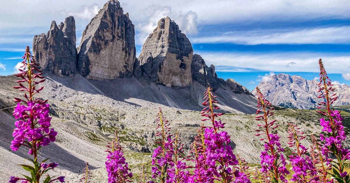 pink flowers and mountains