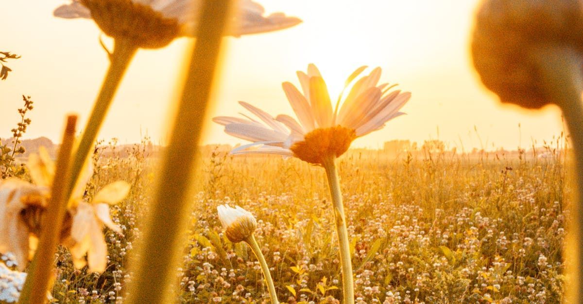 sun shining over yellow flowers