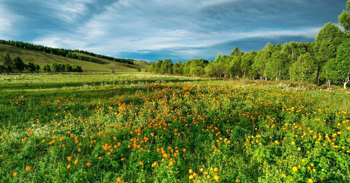 a field of orange flowers