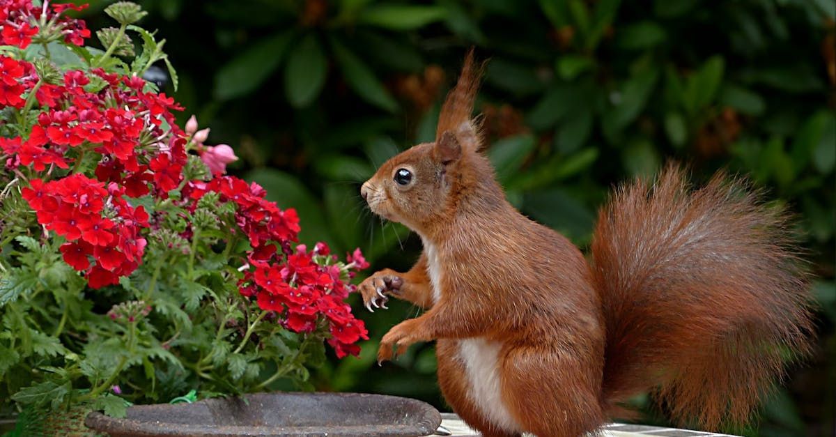 a squirrel looking at red flowers