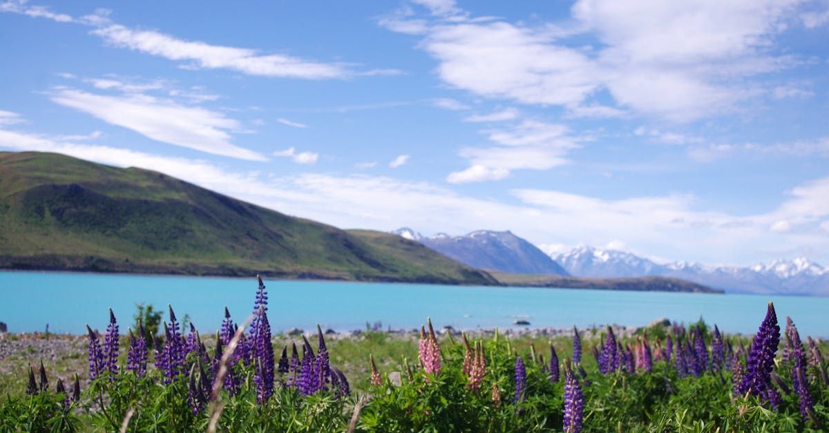 flowers, mountains and water together
