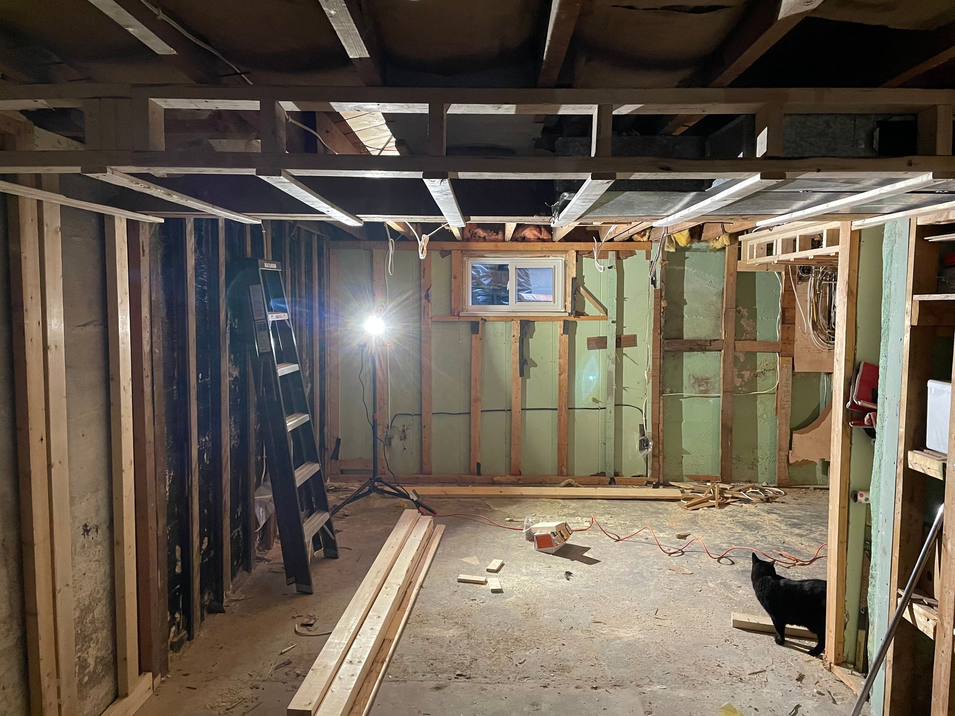A cat is sitting in a basement under construction.