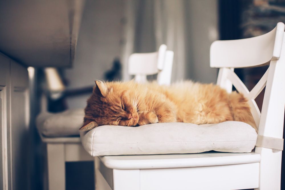 An orange cat is sleeping on a white chair.