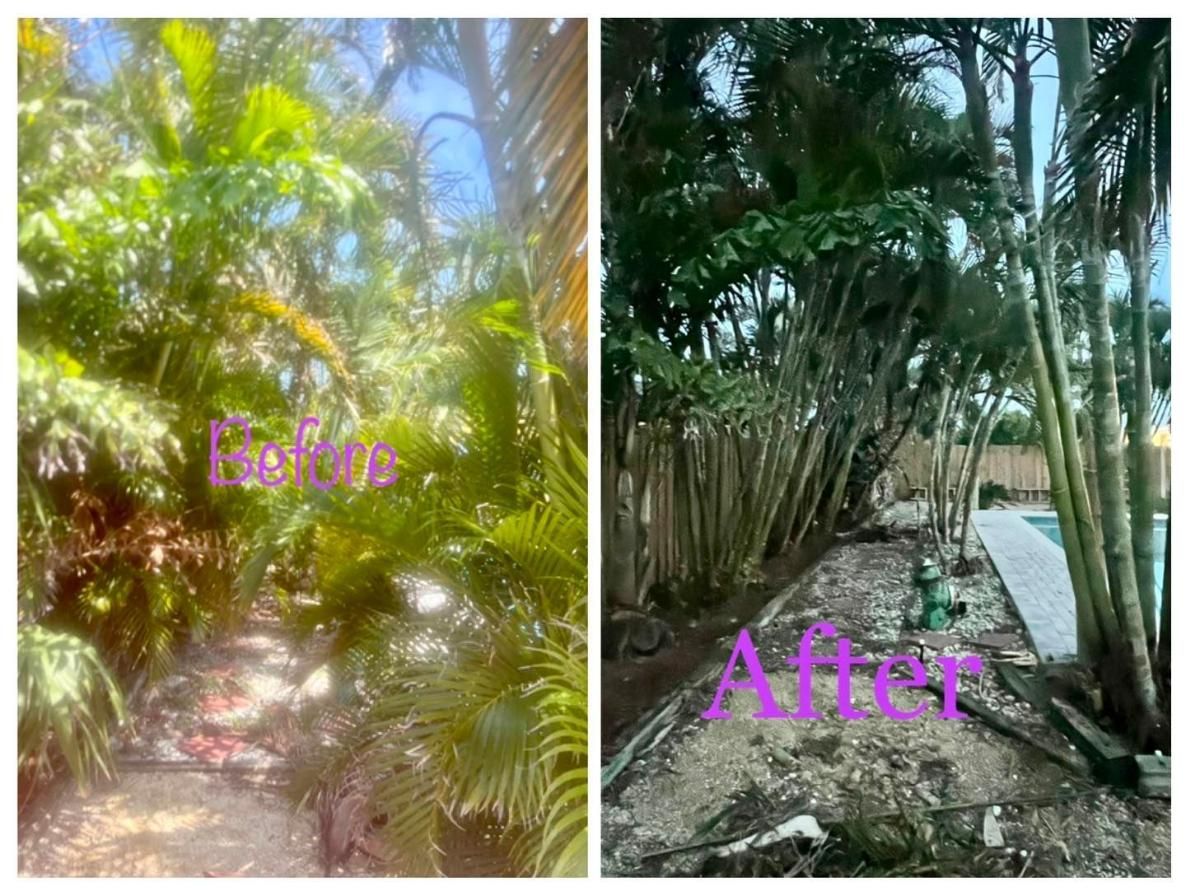 Split view of a palm grove trail before and after clearing, with dense green foliage and an open path.