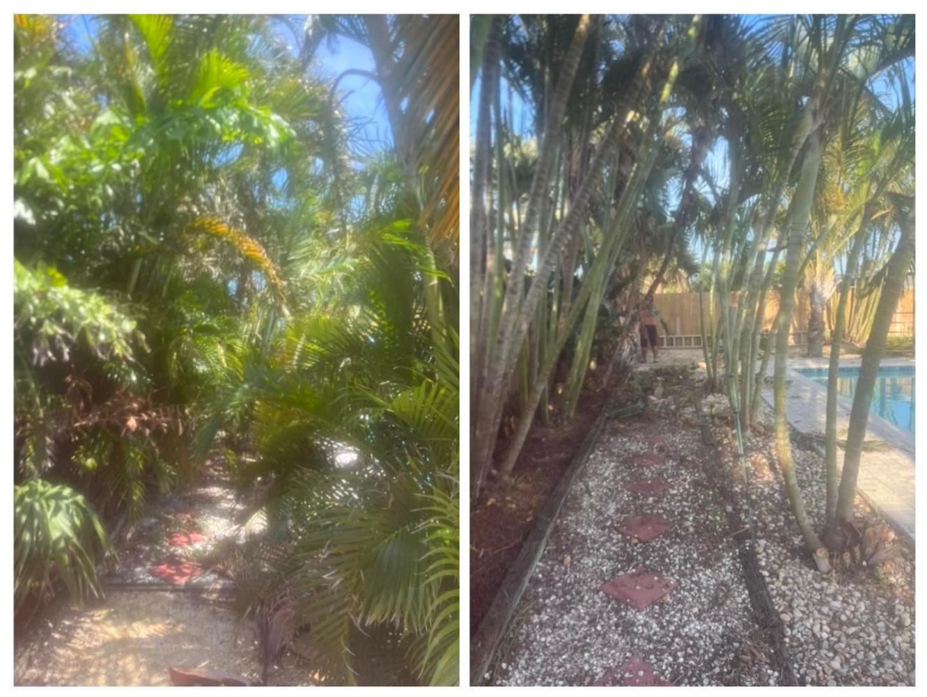 Two narrow garden paths lined with lush green palms and trees, one with gravel and stepping stones.