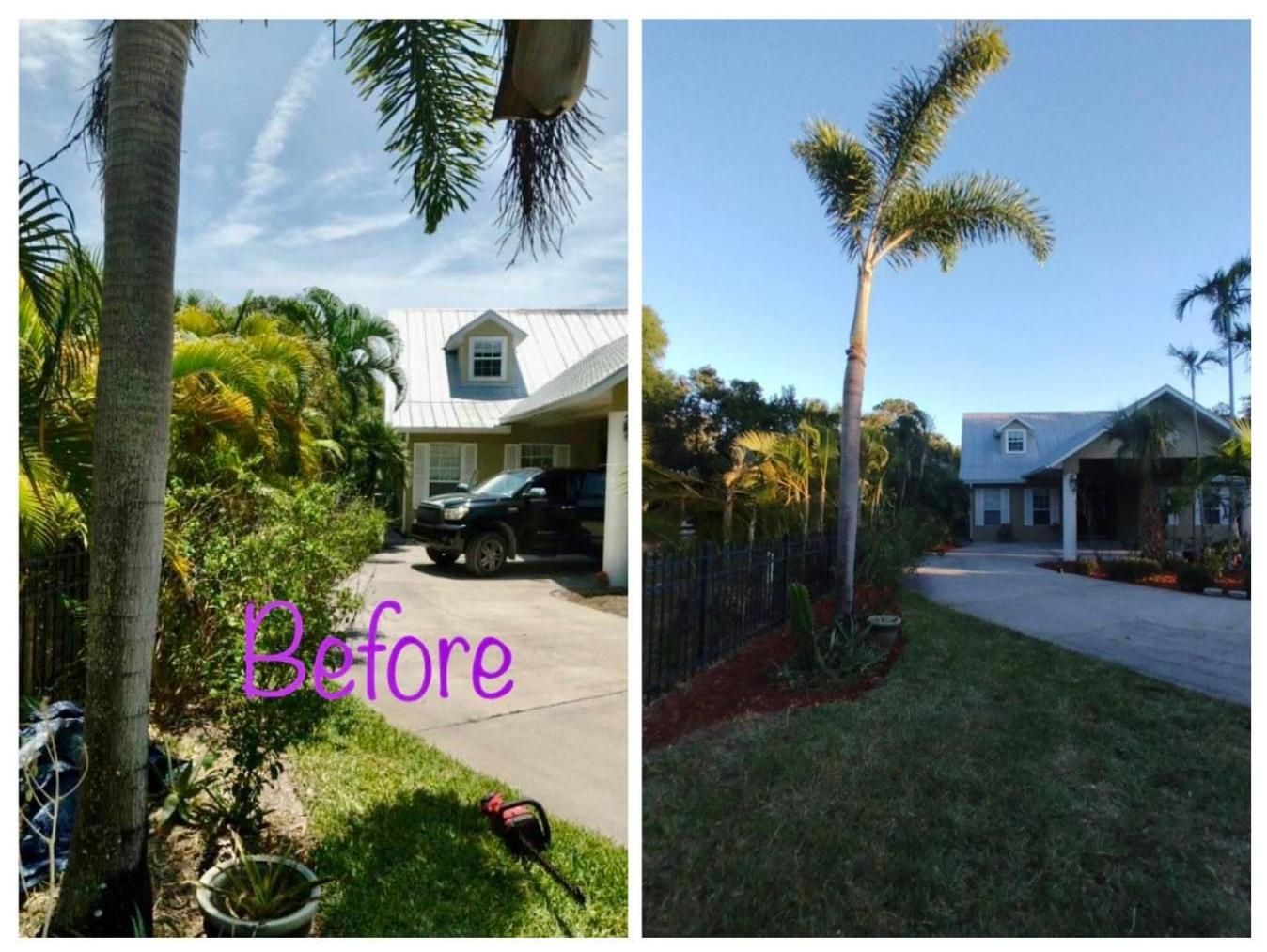 Before-and-after yard view with a tall palm tree, house, driveway, and lawn in daylight