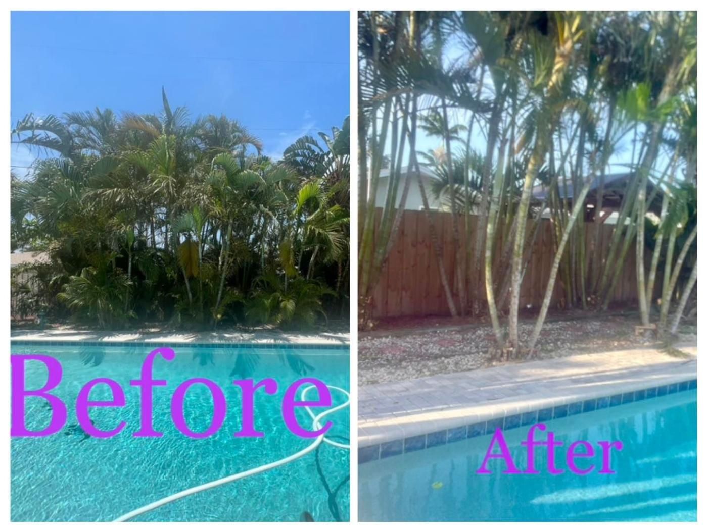 Before-and-after poolside view with trimmed palm trees and a blue pool.