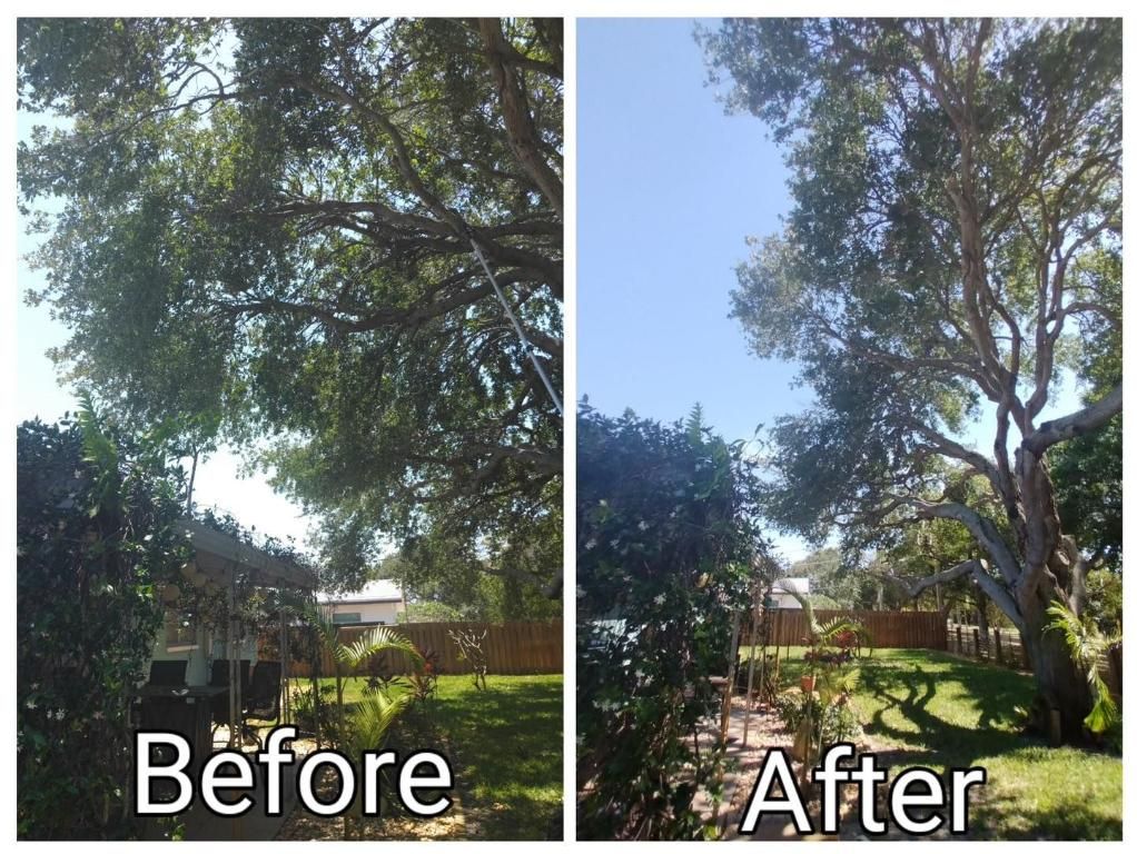 Before-and-after view of a tree canopy, showing a brighter, clearer yard after pruning.