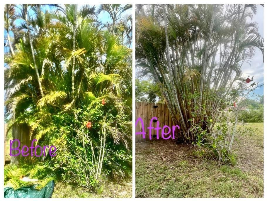 Side-by-side before-and-after of a trimmed palm garden with purple labels, lush on left and sparse on right