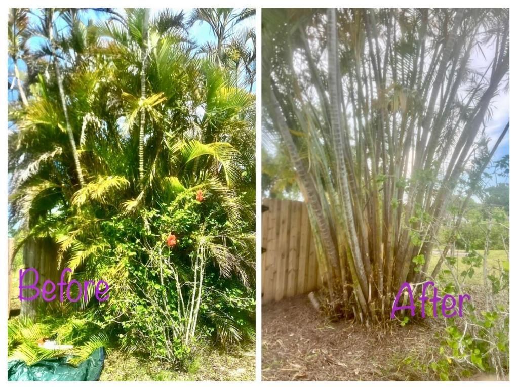 Before-and-after yard view: dense green plants beside a fence, then trimmed palms and cleared ground.