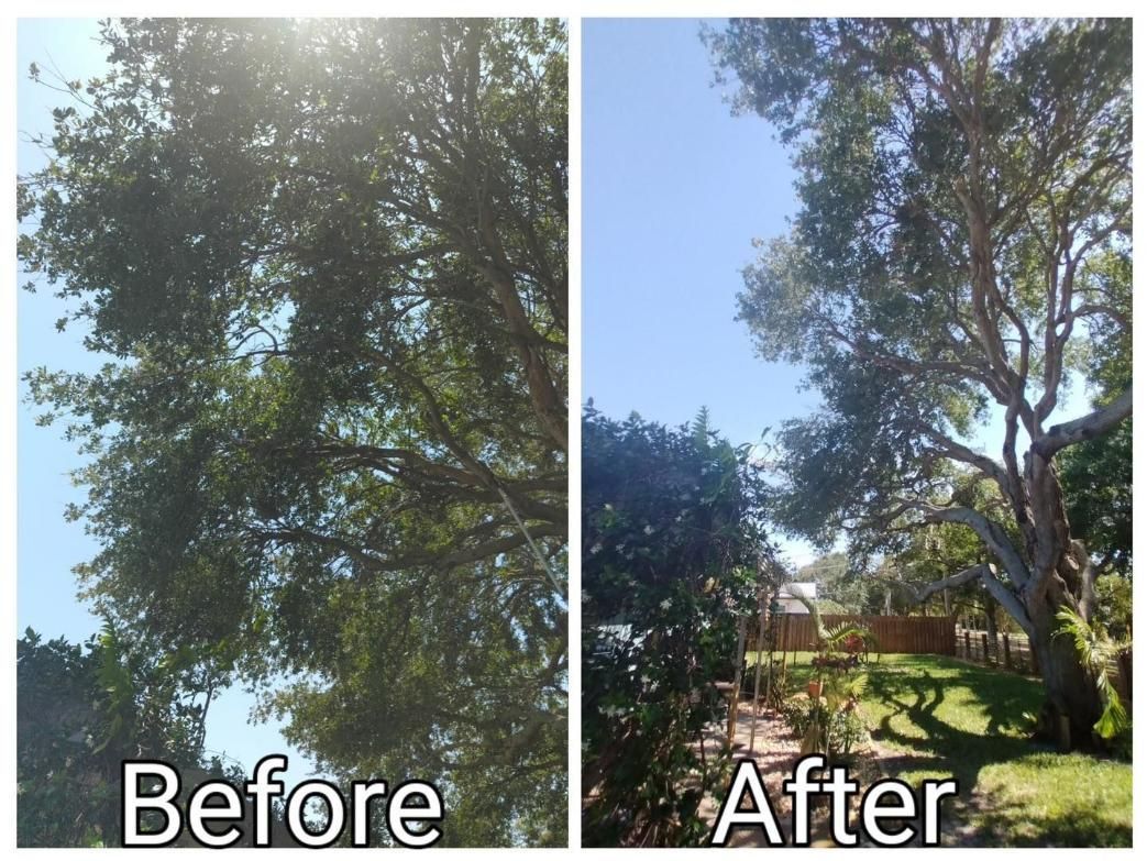 Before-and-after view of a leafy tree canopy, with brighter open sky and yard in the after image.