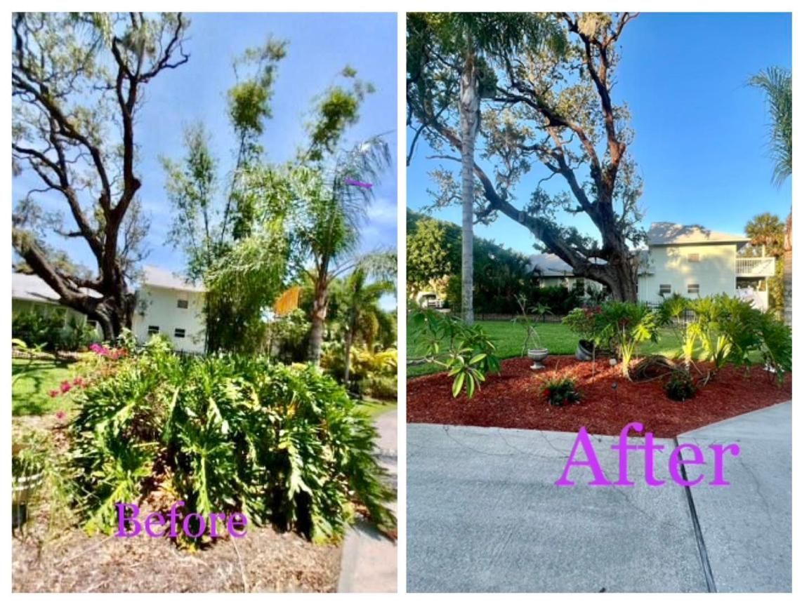 Before-and-after yard landscaping with a tree, shrubs, mulch, and a paved driveway.