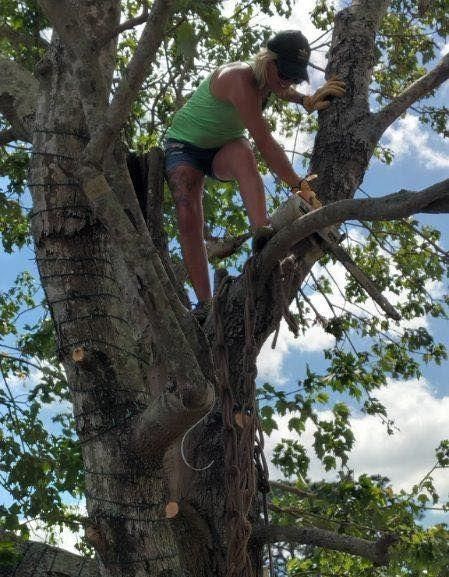 Person climbing a large tree branch outdoors on a sunny day