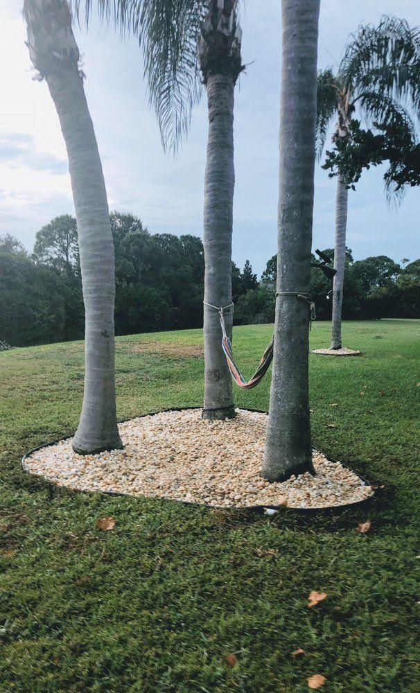 Two palm trees with white mulch beds and a hammock in a grassy park outdoors