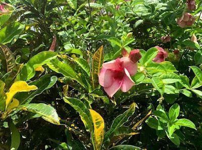 Pink flowers blooming among glossy green leaves in a dense garden.