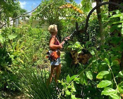 Person standing in a lush tropical garden, holding a tool among dense green plants and flowers.