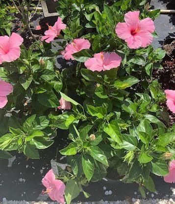 Pink hibiscus flowers among dense green leaves in a garden.