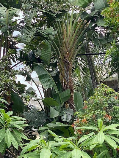 Dense tropical garden with a tall palm and lush green foliage surrounding it