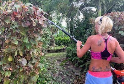 Person using a long pole to prune a leafy bush in a tropical garden.
