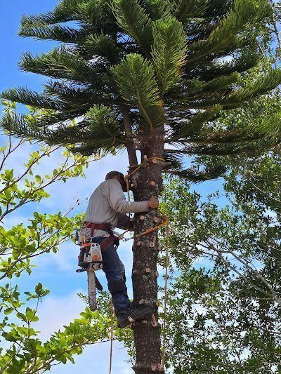 Person climbing a tall tree using safety gear in a green outdoor setting