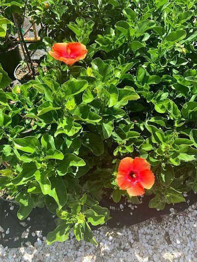 Two orange-red hibiscus flowers amid green foliage by a gravel path