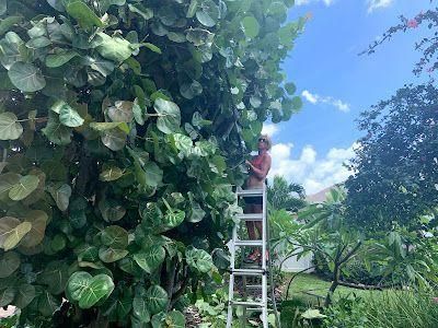 Person on ladder trimming a large leafy hedge in a sunny garden