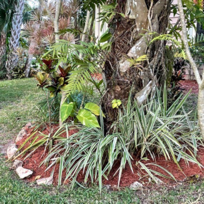 Tropical garden bed with colorful plants and a palm tree surrounded by red mulch