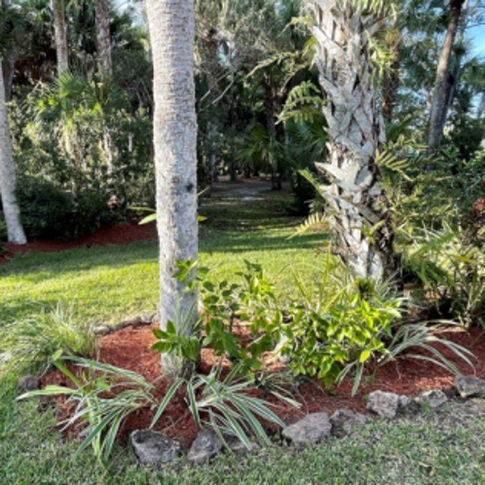 Tropical garden with palm trees, green grass, and red mulch edging a landscaped path