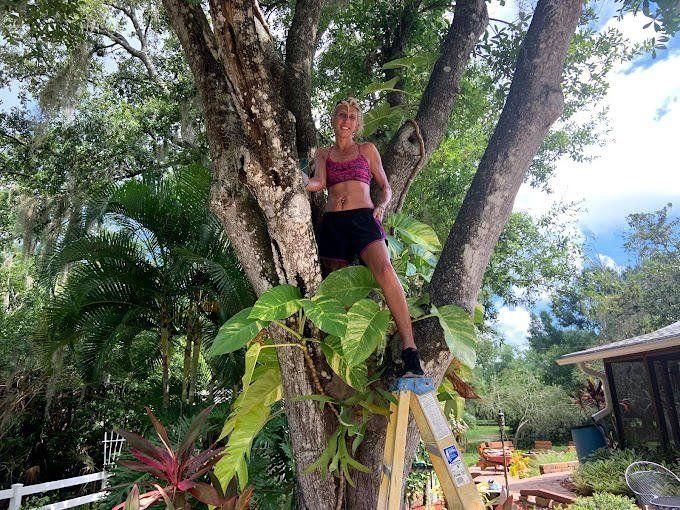 Person standing on a ladder beside a large tree in a tropical garden, with greenery and a small house nearby