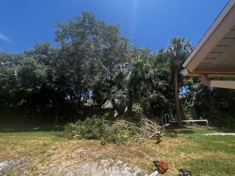 Backyard with trees, grass, and a house roof under a bright blue sky