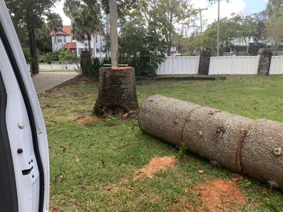 Two cut tree trunks lying on grass near a street and white fence