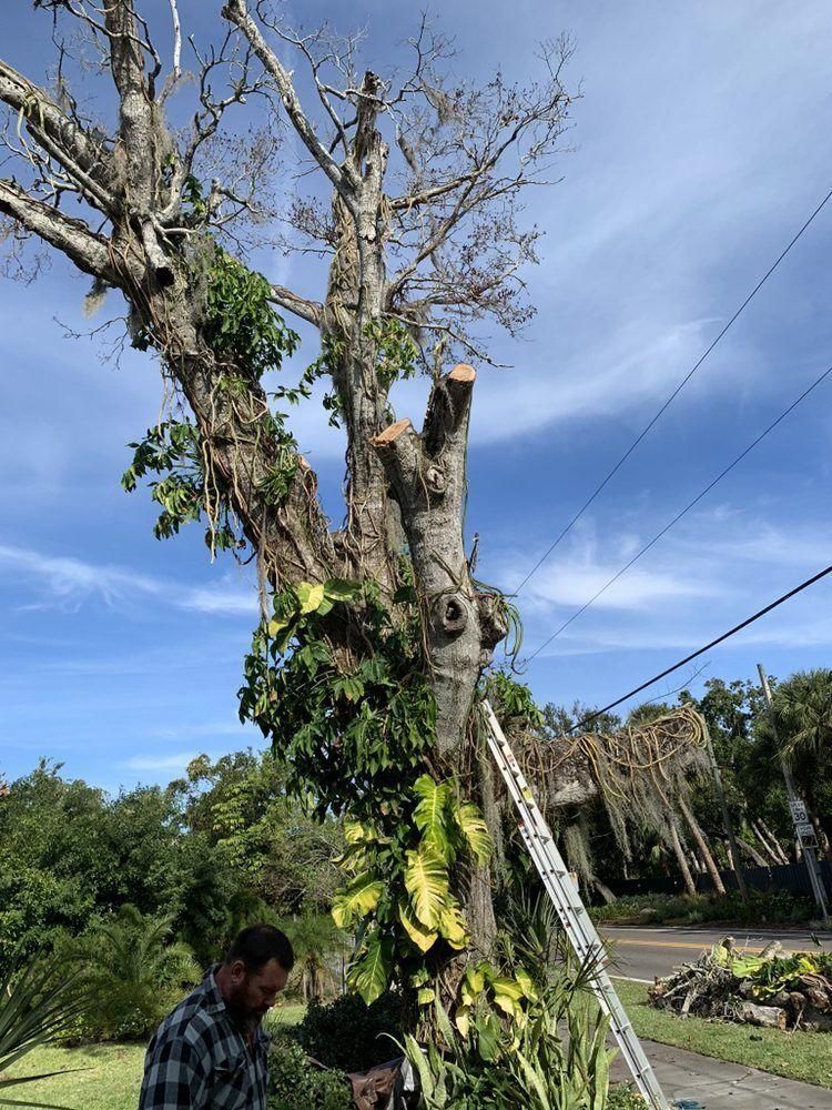 A tree trunk with many cut branches and green plants growing on it, beside a ladder outdoors under a blue sky.