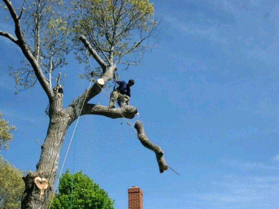 Tree surgeon cutting large branches from a tall tree against a blue sky