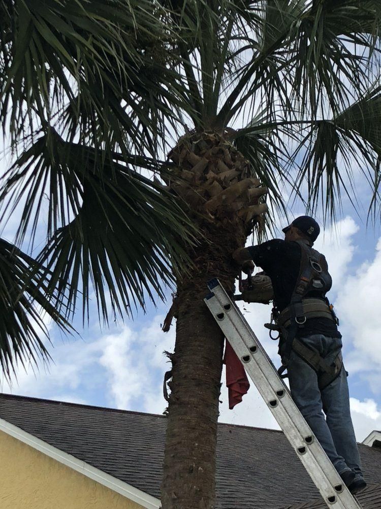 Worker trimming a palm tree from a ladder beside a house