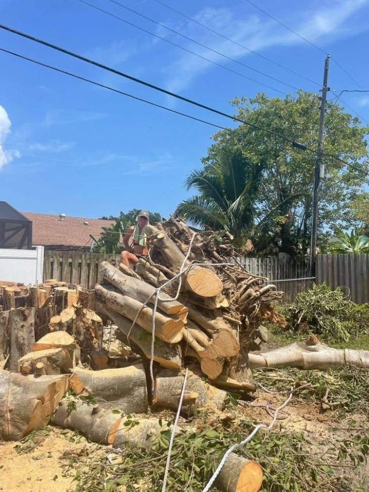 Tree-cut logs piled in a yard, with a large fallen trunk, fence, and blue sky overhead