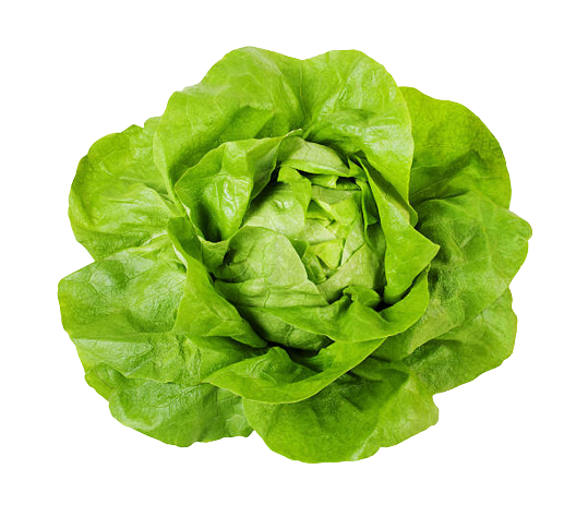 Butterhead Lettuce