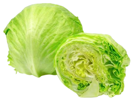 Iceberg Lettuce