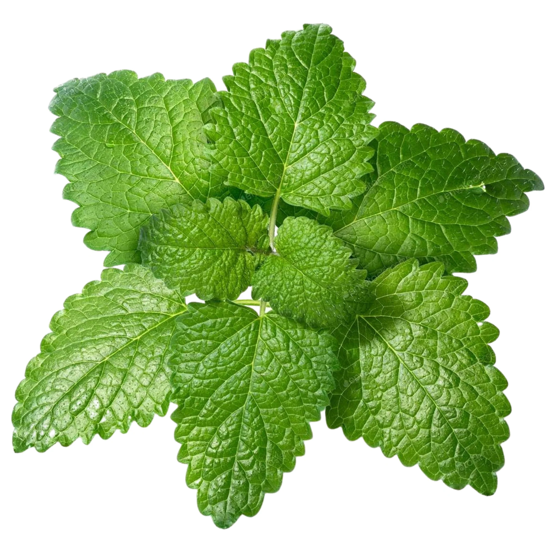 Lemon Balm