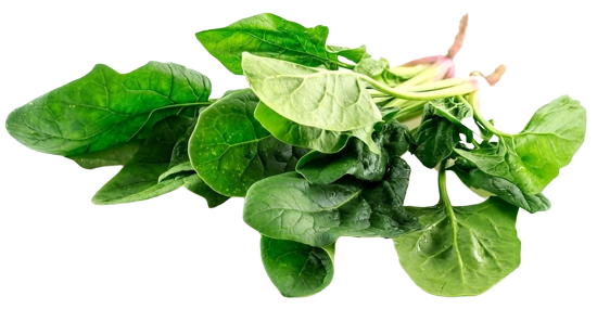 Locally Grown Spinach