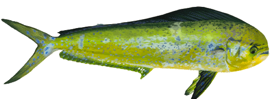 Mahi Mahi