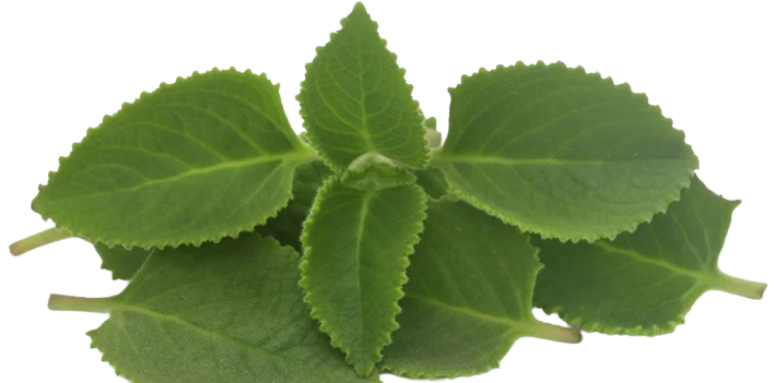 Oregano