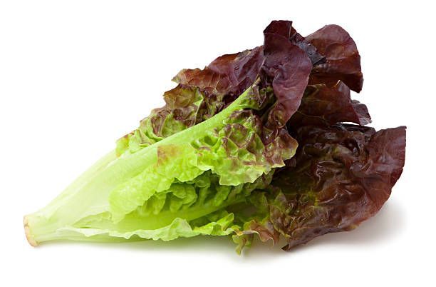 Red Leaf Lettuce