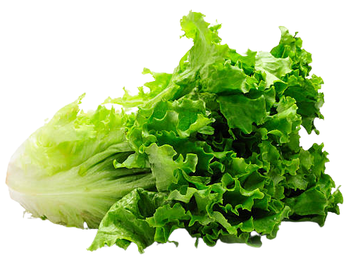 Romaine Lettuce